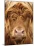 Telephoto View of the Face of a Highland Cow-Yorkman-Mounted Photographic Print