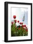 Television Tower, Heinrich Hertz Tower, Tulips, Botanical Garden, Planten Un Blomen-Axel Schmies-Framed Photographic Print