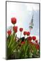 Television Tower, Heinrich Hertz Tower, Tulips, Botanical Garden, Planten Un Blomen-Axel Schmies-Mounted Photographic Print