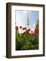 Television Tower, Heinrich Hertz Tower, Tulips, Botanical Garden, Planten Un Blomen-Axel Schmies-Framed Photographic Print