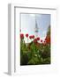 Television Tower, Heinrich Hertz Tower, Tulips, Botanical Garden, Planten Un Blomen-Axel Schmies-Framed Photographic Print