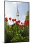Television Tower, Heinrich Hertz Tower, Tulips, Botanical Garden, Planten Un Blomen-Axel Schmies-Mounted Photographic Print
