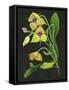 Telipogon Caulescens I-Melissa Wang-Framed Stretched Canvas