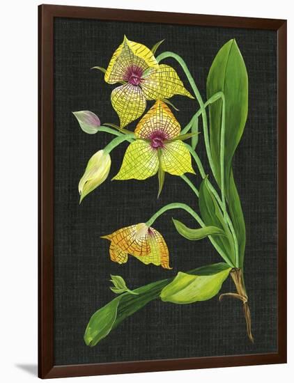 Telipogon Caulescens I-Melissa Wang-Framed Art Print