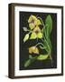 Telipogon Caulescens I-Melissa Wang-Framed Art Print