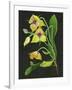 Telipogon Caulescens I-Melissa Wang-Framed Art Print