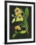 Telipogon Caulescens I-Melissa Wang-Framed Art Print