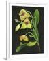 Telipogon Caulescens I-Melissa Wang-Framed Art Print