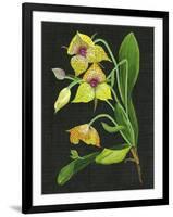 Telipogon Caulescens I-Melissa Wang-Framed Art Print