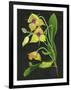 Telipogon Caulescens I-Melissa Wang-Framed Art Print