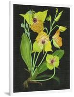 Telipogon Caulescens II-Melissa Wang-Framed Art Print