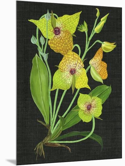 Telipogon Caulescens II-Melissa Wang-Mounted Art Print