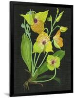 Telipogon Caulescens II-Melissa Wang-Framed Art Print