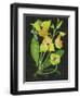 Telipogon Caulescens II-Melissa Wang-Framed Art Print