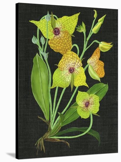 Telipogon Caulescens II-Melissa Wang-Stretched Canvas