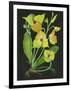 Telipogon Caulescens II-Melissa Wang-Framed Art Print