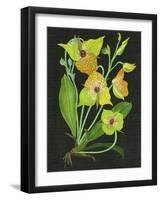 Telipogon Caulescens II-Melissa Wang-Framed Art Print