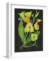 Telipogon Caulescens II-Melissa Wang-Framed Art Print