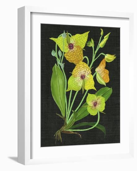 Telipogon Caulescens II-Melissa Wang-Framed Art Print