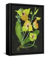 Telipogon Caulescens II-Melissa Wang-Framed Stretched Canvas