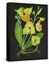 Telipogon Caulescens II-Melissa Wang-Framed Stretched Canvas