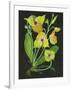 Telipogon Caulescens II-Melissa Wang-Framed Art Print