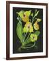 Telipogon Caulescens II-Melissa Wang-Framed Art Print