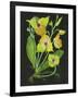 Telipogon Caulescens II-Melissa Wang-Framed Art Print