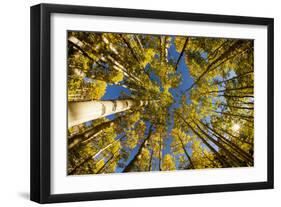 Telluride, Colorado: Fish-Eye View Of Golden Aspen Trees At The Peak Of Autumn-Ian Shive-Framed Photographic Print