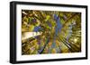 Telluride, Colorado: Fish-Eye View Of Golden Aspen Trees At The Peak Of Autumn-Ian Shive-Framed Photographic Print