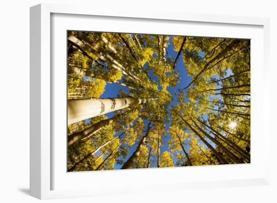 Telluride, Colorado: Fish-Eye View Of Golden Aspen Trees At The Peak Of Autumn-Ian Shive-Framed Photographic Print