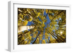 Telluride, Colorado: Fish-Eye View Of Golden Aspen Trees At The Peak Of Autumn-Ian Shive-Framed Photographic Print