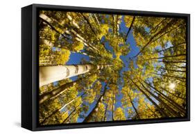 Telluride, Colorado: Fish-Eye View Of Golden Aspen Trees At The Peak Of Autumn-Ian Shive-Framed Stretched Canvas