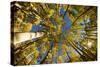 Telluride, Colorado: Fish-Eye View Of Golden Aspen Trees At The Peak Of Autumn-Ian Shive-Stretched Canvas