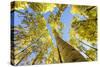 Telluride, Colorado, USA: Autumn Colored Birch Trees On A Beautiful Sunny Fall Day-Axel Brunst-Stretched Canvas