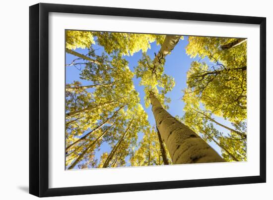 Telluride, Colorado, USA: Autumn Colored Birch Trees On A Beautiful Sunny Fall Day-Axel Brunst-Framed Photographic Print