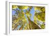 Telluride, Colorado, USA: Autumn Colored Birch Trees On A Beautiful Sunny Fall Day-Axel Brunst-Framed Photographic Print