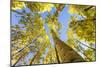 Telluride, Colorado, USA: Autumn Colored Birch Trees On A Beautiful Sunny Fall Day-Axel Brunst-Mounted Photographic Print