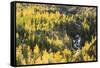 Telluride, Colorado-Justin Bailie-Framed Stretched Canvas