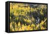 Telluride, Colorado-Justin Bailie-Framed Stretched Canvas