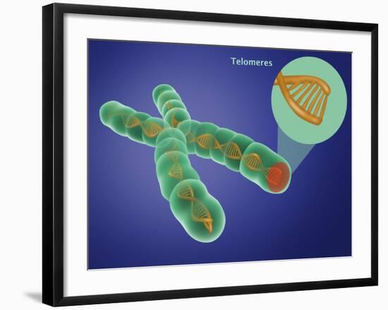 Telomere, Illustration-Gwen Shockey-Framed Premium Giclee Print