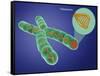 Telomere, Illustration-Gwen Shockey-Framed Stretched Canvas