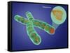 Telomere, Illustration-Gwen Shockey-Framed Stretched Canvas