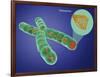 Telomere, Illustration-Gwen Shockey-Framed Giclee Print