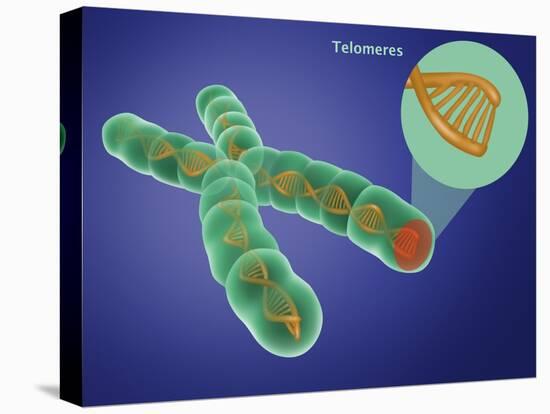 Telomere, Illustration-Gwen Shockey-Stretched Canvas