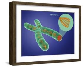 Telomere, Illustration-Gwen Shockey-Framed Giclee Print