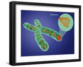 Telomere, Illustration-Gwen Shockey-Framed Giclee Print