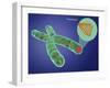 Telomere, Illustration-Gwen Shockey-Framed Giclee Print