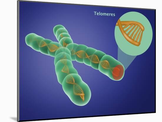 Telomere, Illustration-Gwen Shockey-Mounted Giclee Print