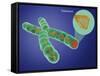 Telomere, Illustration-Gwen Shockey-Framed Stretched Canvas